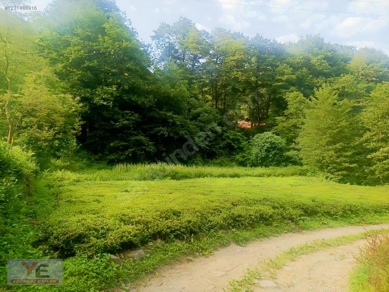 Bölgenin En Ucuzu Satılık Cay Bahçesi İyidere Kalecik Köyü — fotoğraf 6