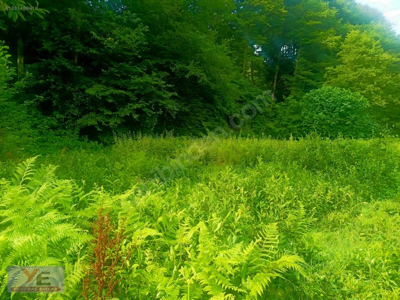 Bölgenin En Ucuzu Satılık Cay Bahçesi İyidere Kalecik Köyü — fotoğraf 7