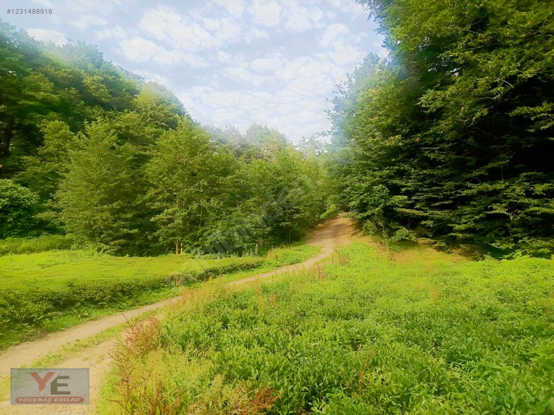 Bölgenin En Ucuzu Satılık Cay Bahçesi İyidere Kalecik Köyü — fotoğraf 8
