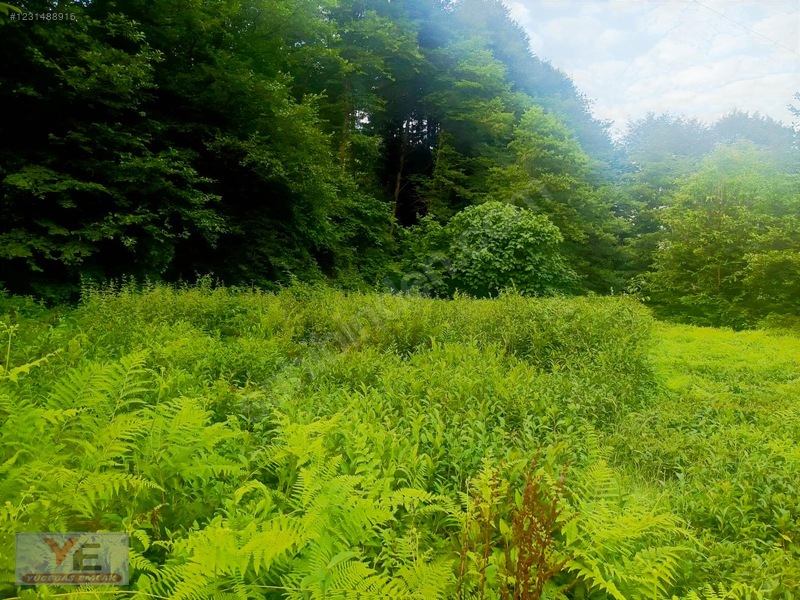 Bölgenin En Ucuzu Satılık Cay Bahçesi İyidere Kalecik Köyü — fotoğraf 10