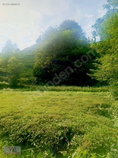Bölgenin En Ucuzu Satılık Cay Bahçesi İyidere Kalecik Köyü — fotoğraf 11