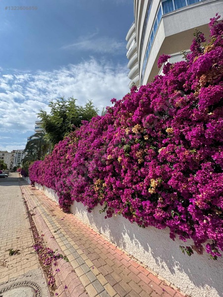 My Marine Residence 1+1 70m2 Geniş Daire — fotoğraf 21