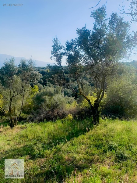 İznik Mahmudiye De Satılık Zeytin Bahçesi — fotoğraf 2