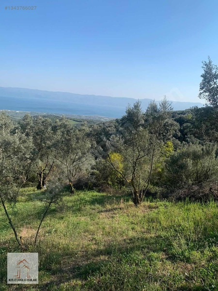 İznik Mahmudiye De Satılık Zeytin Bahçesi — fotoğraf 3