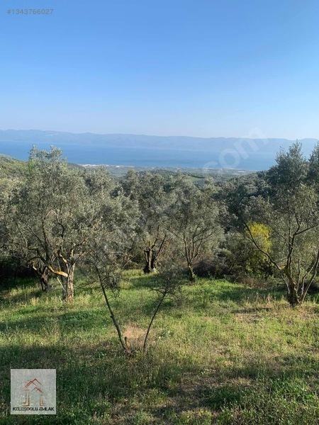 İznik Mahmudiye De Satılık Zeytin Bahçesi — fotoğraf 4