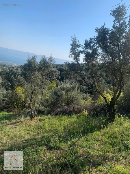 İznik Mahmudiye De Satılık Zeytin Bahçesi — fotoğraf 5