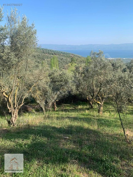 İznik Mahmudiye De Satılık Zeytin Bahçesi — fotoğraf 6