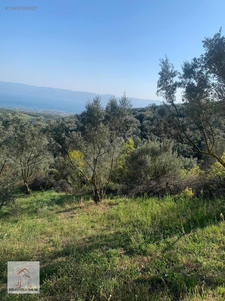 İznik Mahmudiye De Satılık Zeytin Bahçesi — fotoğraf 7