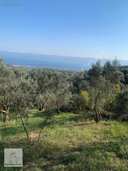 İznik Mahmudiye De Satılık Zeytin Bahçesi — fotoğraf 8