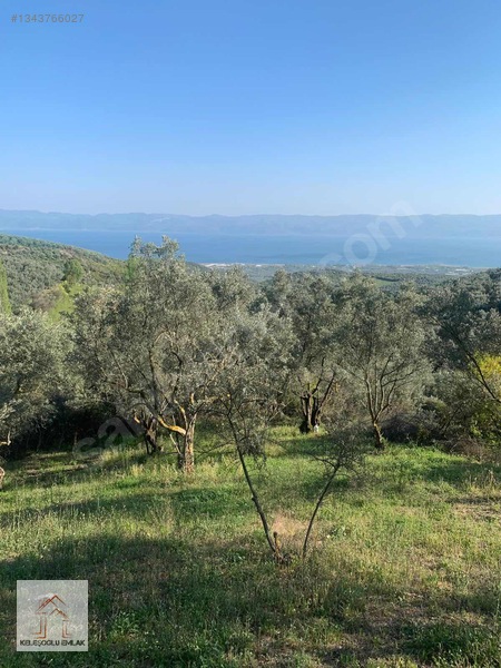 İznik Mahmudiye De Satılık Zeytin Bahçesi — fotoğraf 9