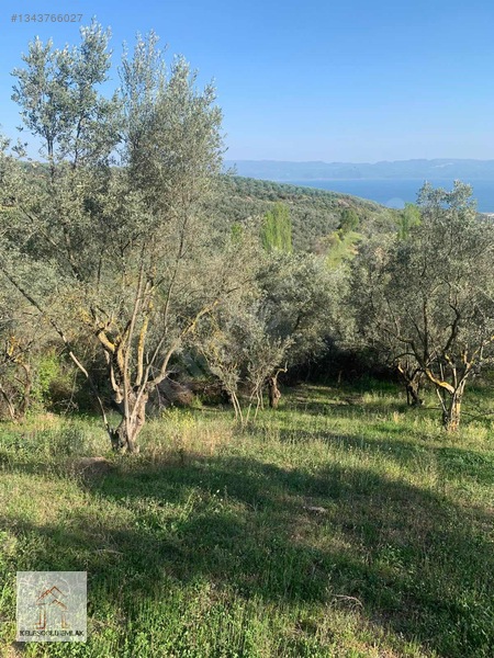 İznik Mahmudiye De Satılık Zeytin Bahçesi — fotoğraf 10