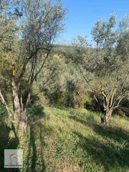 İznik Mahmudiye De Satılık Zeytin Bahçesi — fotoğraf 11