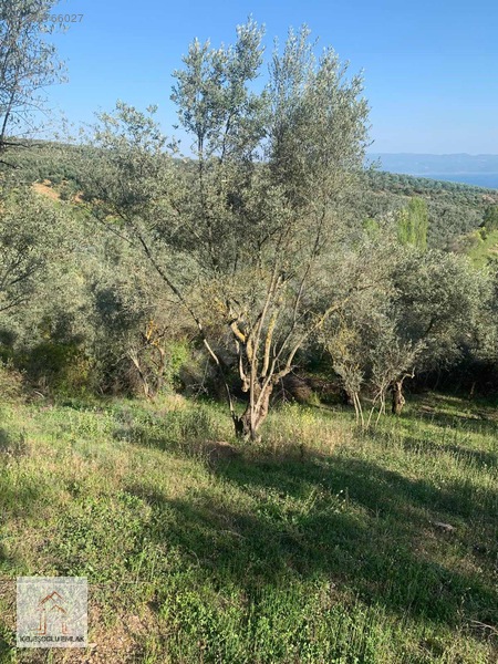 İznik Mahmudiye De Satılık Zeytin Bahçesi — fotoğraf 12