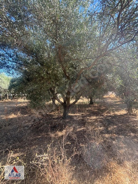 Atlas'tan Avşar'da Satılık Arsa — fotoğraf 3