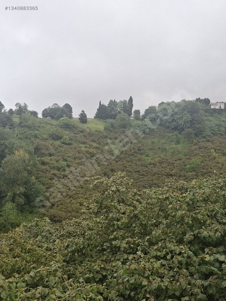Tirebolu Emlaktan Yalı Köyde Satılık Arazi — fotoğraf 4