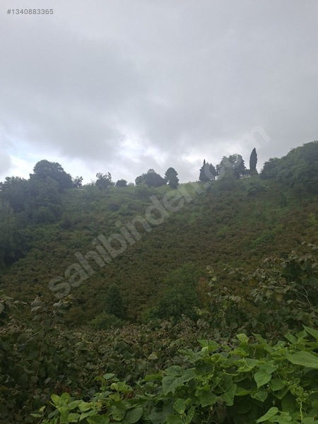 Tirebolu Emlaktan Yalı Köyde Satılık Arazi — fotoğraf 6