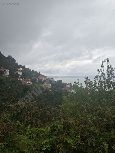 Tirebolu Emlaktan Yalı Köyde Satılık Arazi — fotoğraf 8