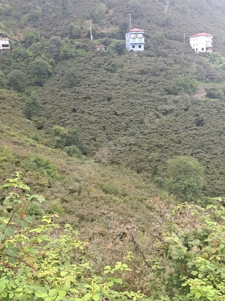 Tirebolu Emlaktan Yalı Köyde Satılık Arazi — fotoğraf 11