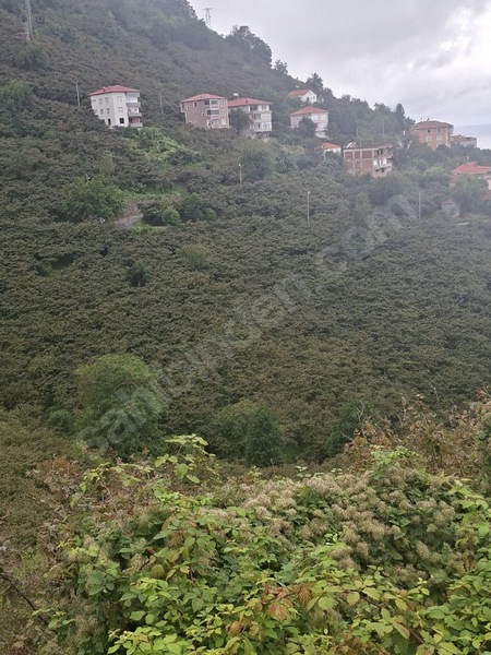 Tirebolu Emlaktan Yalı Köyde Satılık Arazi — fotoğraf 12