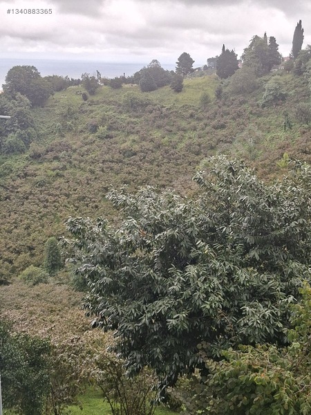 Tirebolu Emlaktan Yalı Köyde Satılık Arazi — fotoğraf 15