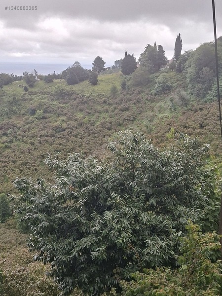 Tirebolu Emlaktan Yalı Köyde Satılık Arazi — fotoğraf 16