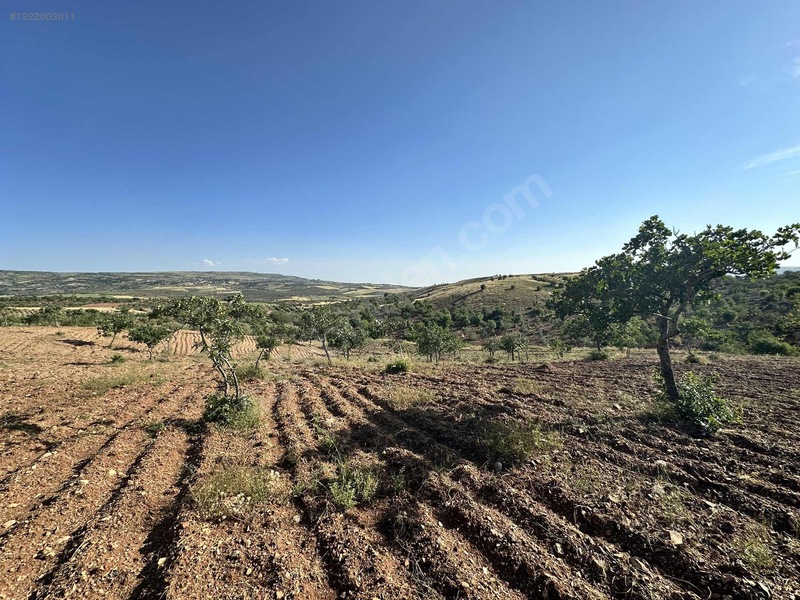 Sırasöğüt Te 12.660m2 Resmi Yol Üzeri Ağaçlı Ve Bakımlı Arazi — fotoğraf 16