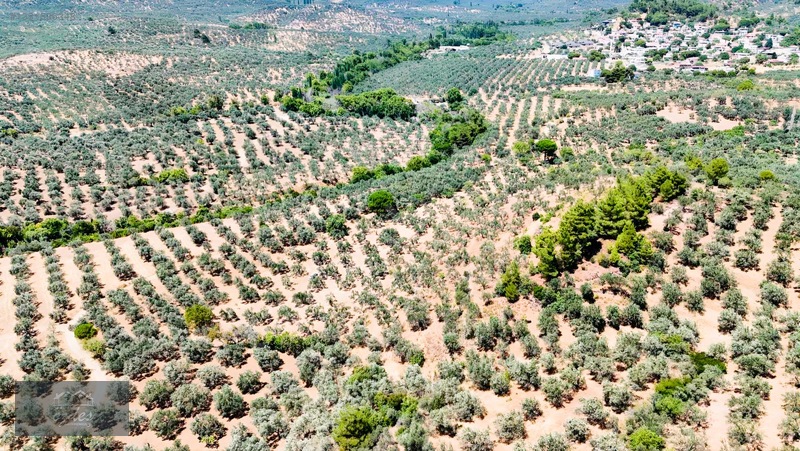 Camcı'da 14.5 Dönüm Zeytinlik