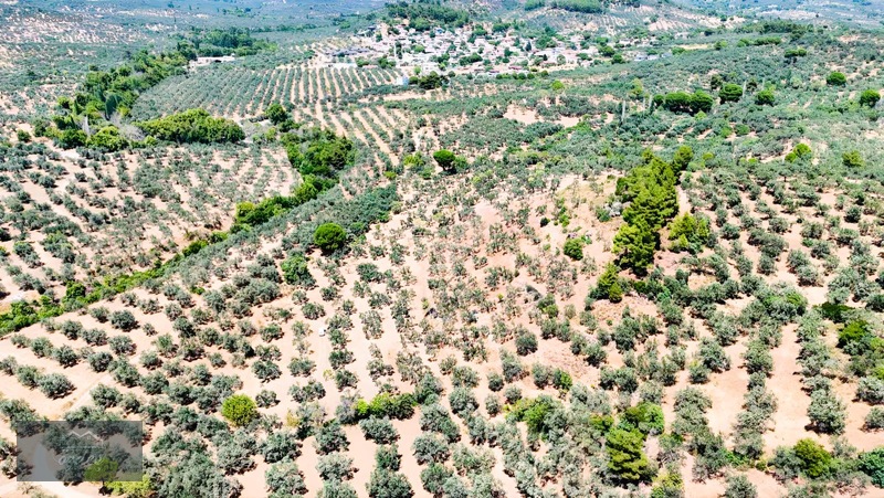 Camcı'da 14.5 Dönüm Zeytinlik — fotoğraf 2