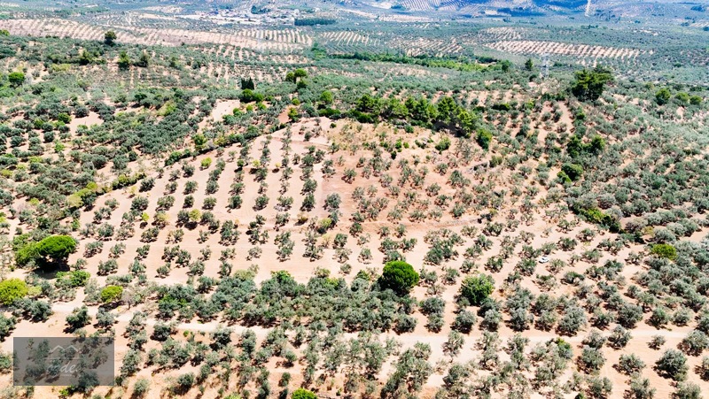 Camcı'da 14.5 Dönüm Zeytinlik — fotoğraf 3