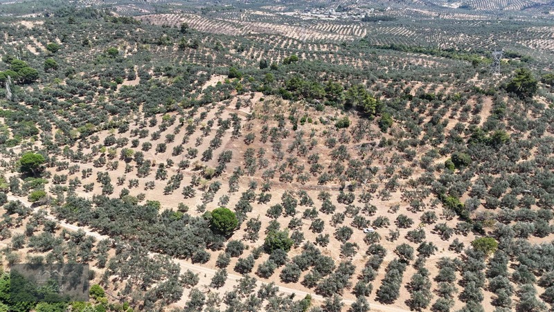 Camcı'da 14.5 Dönüm Zeytinlik — fotoğraf 4
