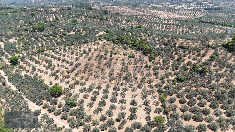 Camcı'da 14.5 Dönüm Zeytinlik — fotoğraf 5