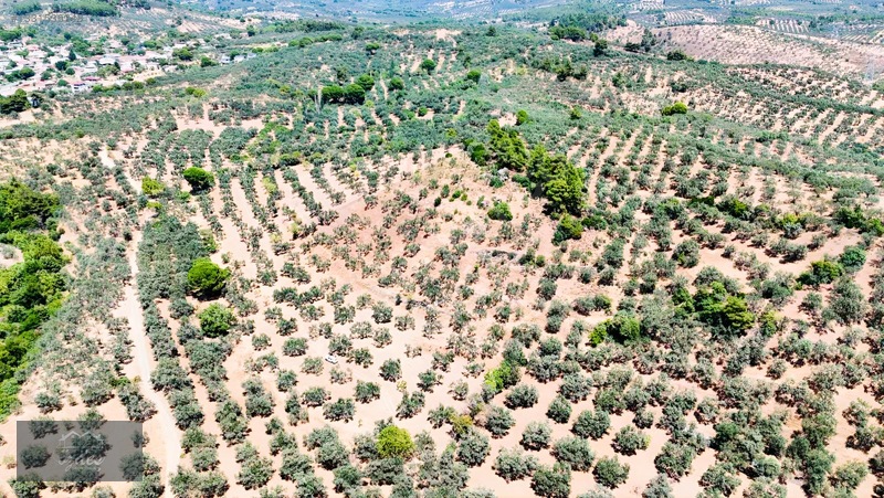 Camcı'da 14.5 Dönüm Zeytinlik — fotoğraf 6