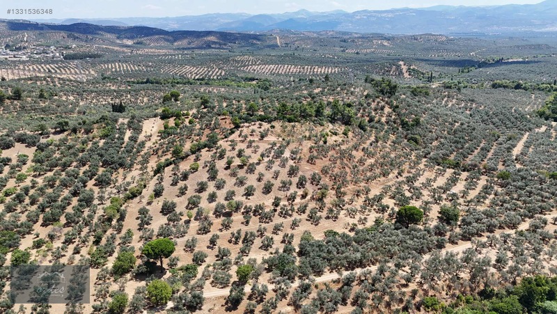 Camcı'da 14.5 Dönüm Zeytinlik — fotoğraf 7