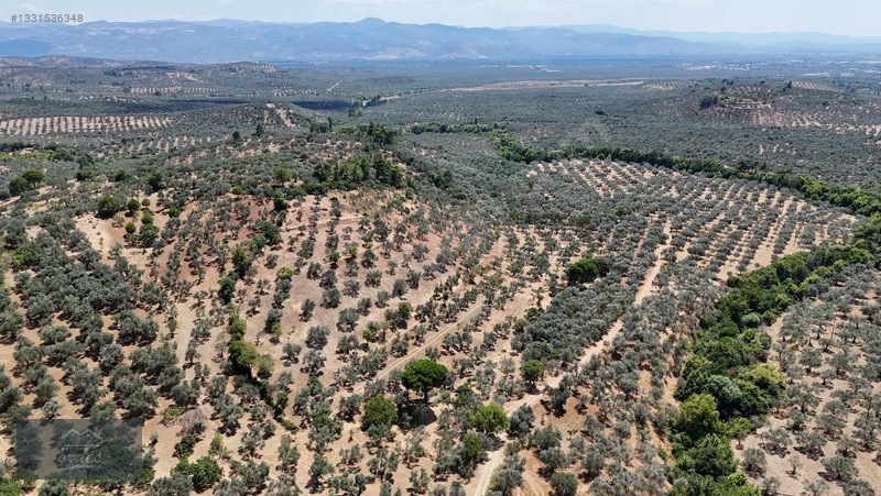 Camcı'da 14.5 Dönüm Zeytinlik — fotoğraf 8