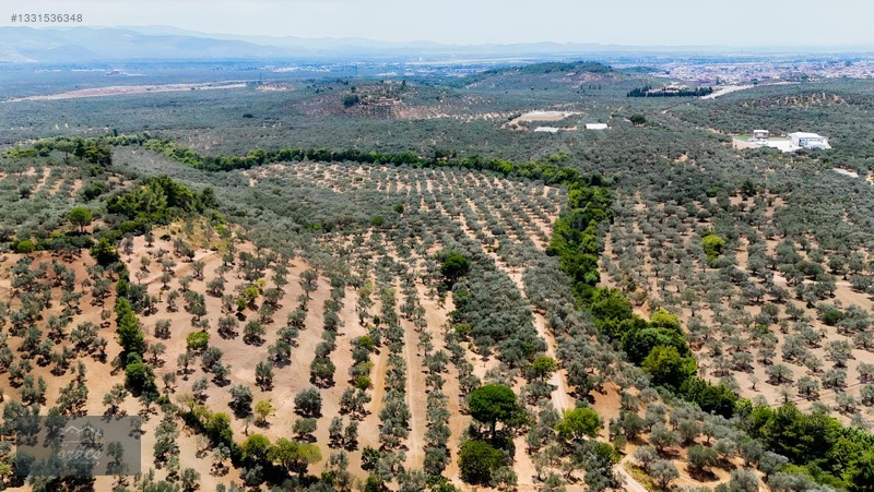 Camcı'da 14.5 Dönüm Zeytinlik — fotoğraf 9