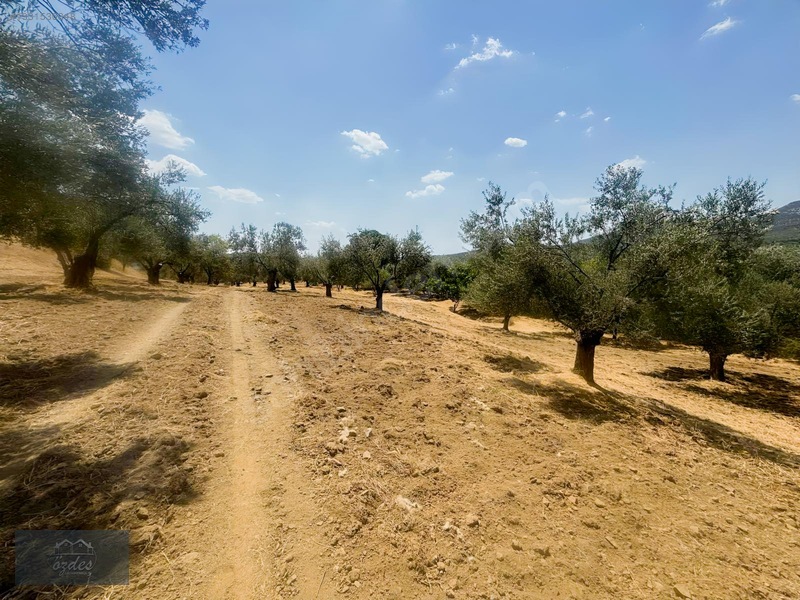Camcı'da 14.5 Dönüm Zeytinlik — fotoğraf 11