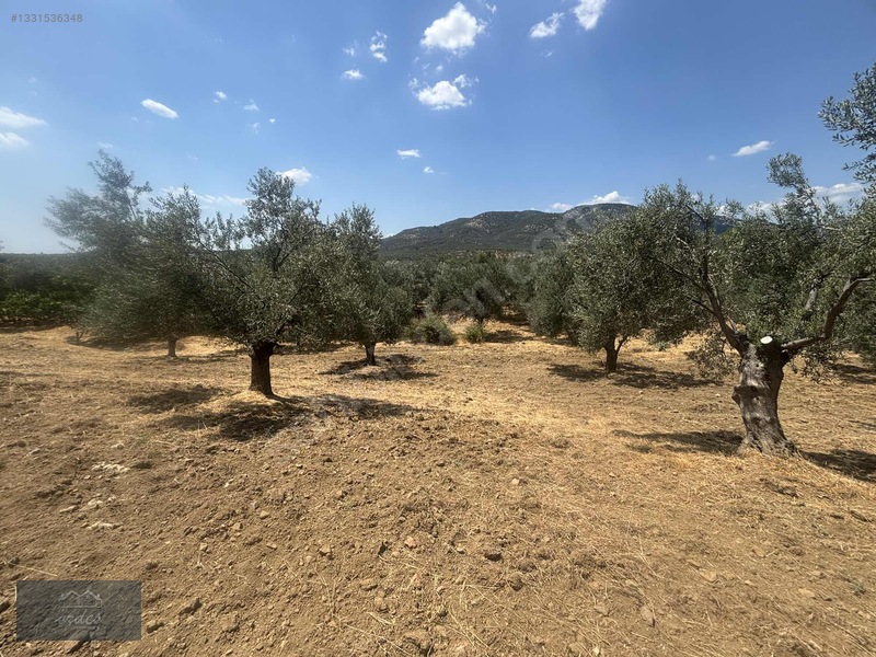 Camcı'da 14.5 Dönüm Zeytinlik — fotoğraf 12