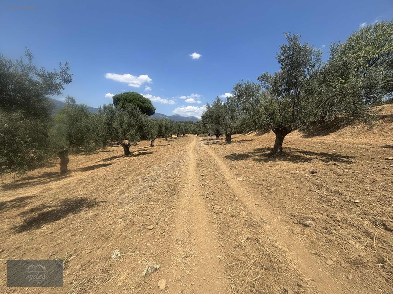 Camcı'da 14.5 Dönüm Zeytinlik — fotoğraf 13