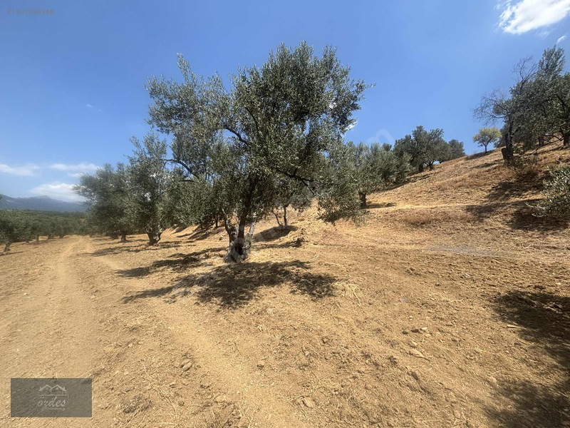 Camcı'da 14.5 Dönüm Zeytinlik — fotoğraf 14