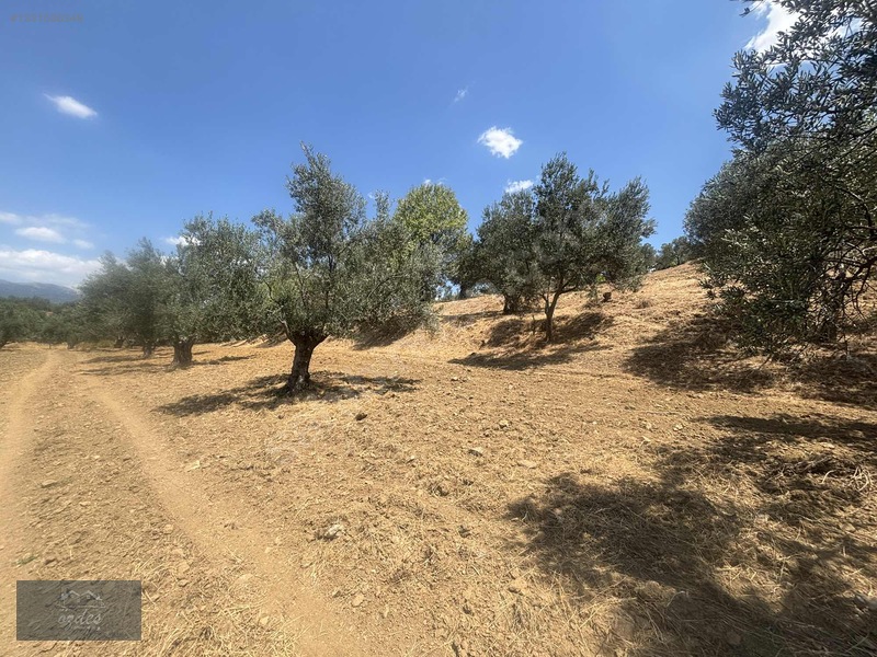 Camcı'da 14.5 Dönüm Zeytinlik — fotoğraf 15