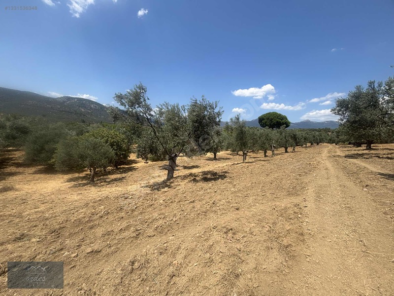 Camcı'da 14.5 Dönüm Zeytinlik — fotoğraf 16