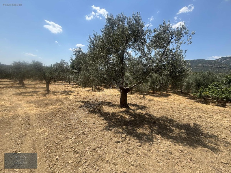 Camcı'da 14.5 Dönüm Zeytinlik — fotoğraf 17