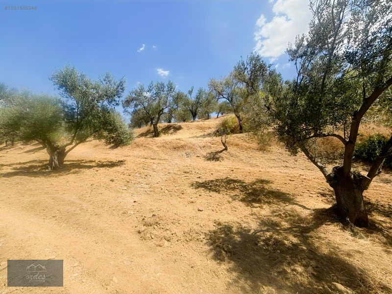 Camcı'da 14.5 Dönüm Zeytinlik — fotoğraf 18
