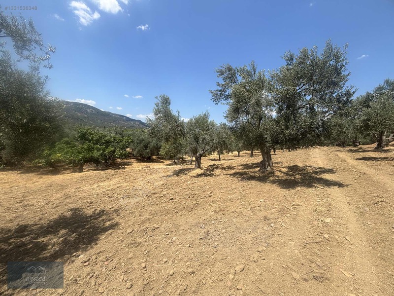 Camcı'da 14.5 Dönüm Zeytinlik — fotoğraf 19