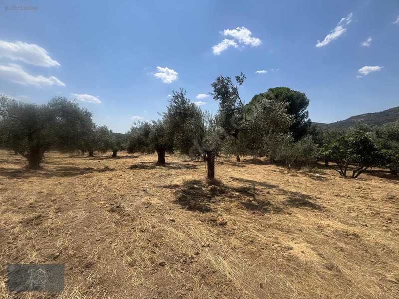 Camcı'da 14.5 Dönüm Zeytinlik — fotoğraf 20