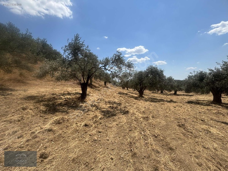 Camcı'da 14.5 Dönüm Zeytinlik — fotoğraf 21