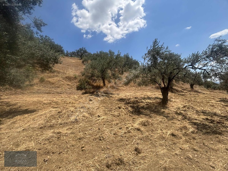 Camcı'da 14.5 Dönüm Zeytinlik — fotoğraf 22