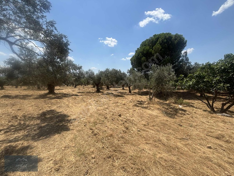 Camcı'da 14.5 Dönüm Zeytinlik — fotoğraf 23
