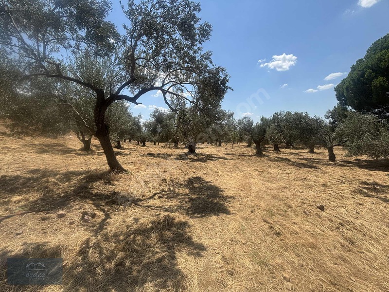 Camcı'da 14.5 Dönüm Zeytinlik — fotoğraf 24