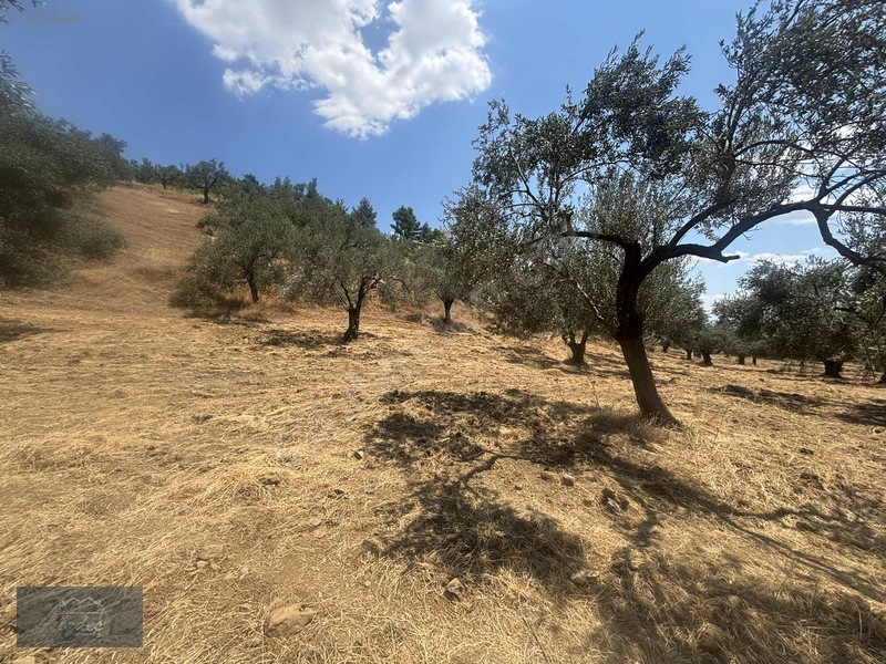 Camcı'da 14.5 Dönüm Zeytinlik — fotoğraf 25